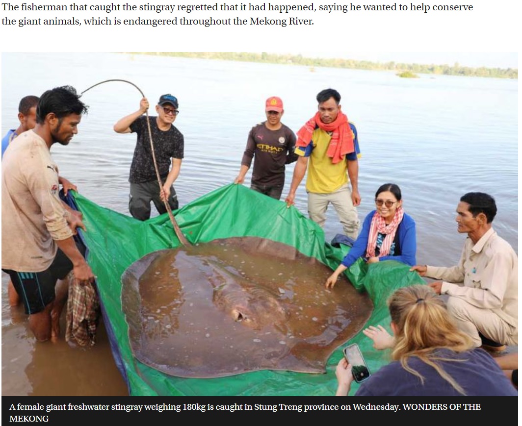 川岸に引き上げられた巨大エイ（画像は『Phnom Penh Post　2022年5月9日付「Fisherman accidentally hooks giant freshwater ray in Mekong」（WONDERS OF THE MEKONG）』のスクリーンショット）