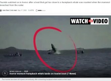ジャンプしたクジラ、ホエールウォッチング中のボート上に落ち4人が重軽傷（メキシコ）＜動画あり＞