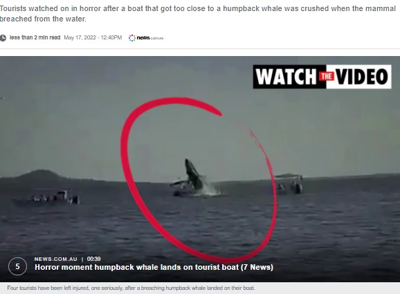 ジャンプの後、ボートの上に落ちるクジラ（画像は『news.com.au　2022年5月17日付「Terrifying moment passengers watch on as whale lands on boat」』のスクリーンショット）