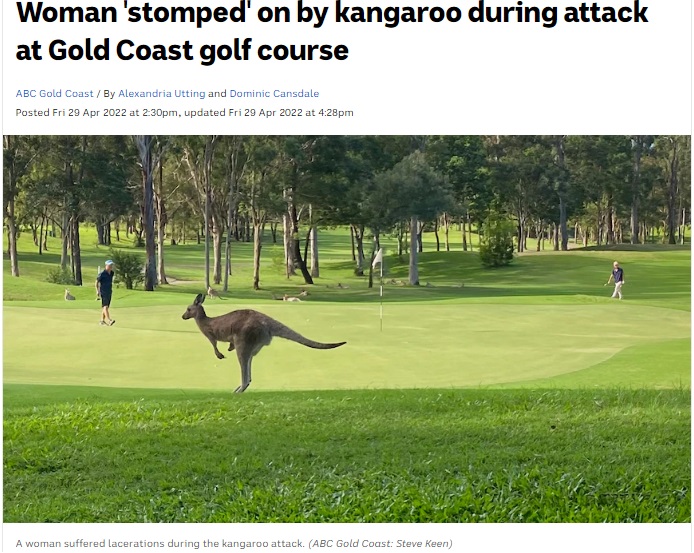 野生のカンガルーが多く生息するゴルフコースで惨事が（画像は『ABC News　2022年4月29日付「Woman ‘stomped’ on by kangaroo during attack at Gold Coast golf course」（ABC Gold Coast: Steve Keen）』のスクリーンショット）