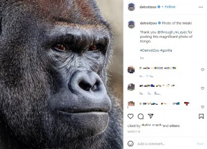 23歳のシルバーバックのオス、コンゴ（画像は『Detroit Zoo　2022年3月19日付Instagram「Photo of the Week!」』のスクリーンショット）