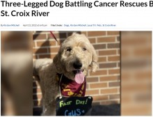 【海外発！Breaking News】がんで3本脚になった犬、川に飛び込みカワウソの赤ちゃんを救う（米）＜動画あり＞
