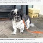 【海外発！Breaking News】保護施設にいた15歳の犬、ようやく新しい家族に迎えられ4週間後に息を引き取る（英）