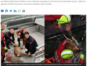セーヌ川で救出された鹿（画像は『Paris-Normandie　2022年5月4日付「L’IMAGE. Deux agents du port de Rouen et les pompiers sauvent un chevreuil de la noyade」（DR）』のスクリーンショット）