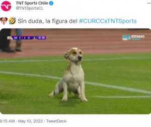 大胆に排尿する犬（画像は『TNT Sports Chile　2022年5月10日付Twitter「Sin duda, la figura del」』のスクリーンショット）