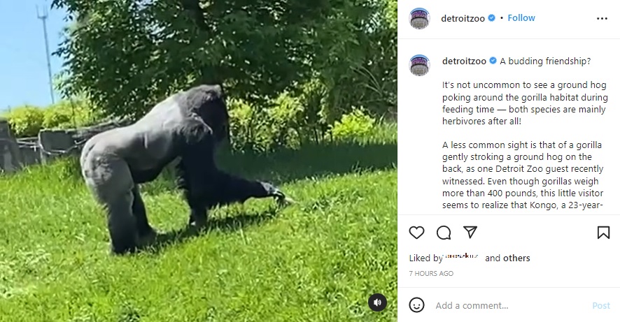 グラウンドホッグを優しく撫でるゴリラ（画像は『Detroit Zoo　2022年5月20日付Instagram「A budding friendship?」』のスクリーンショット）