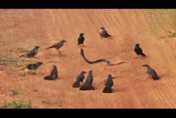 鳥に囲まれたヘビ（画像は『Latest Sightings　2022年5月17日公開 YouTube「ANGRY BIRDS GANG UP ＆ ATTACK SNAKE」』のサムネイル）