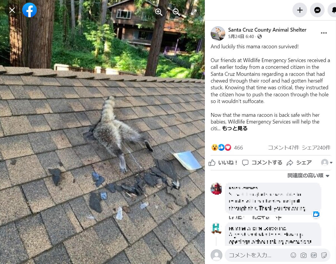 屋根に頭を突っ込んで動けないアライグマ（画像は『Santa Cruz County Animal Shelter　2022年5月24日付Facebook「And luckily this mama racoon survived!」』のスクリーンショット）