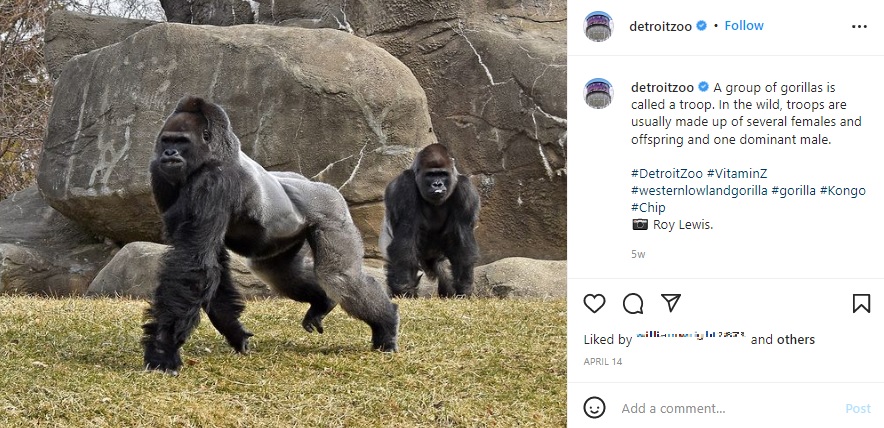 体重が181キロ以上あるシルバーバック（画像は『Detroit Zoo　2022年4月14日付Instagram「A group of gorillas is called a troop.」』のスクリーンショット）