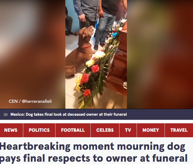 棺のそばに行儀よく座るゼウス（画像は『The Mirror　2022年5月15日付「Heartbreaking moment mourning dog pays final respects to owner at funeral」（Image: CEN）』のスクリーンショット））