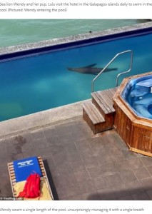 プールで泳ぐウェンディ（画像は『Masses Media　2022年4月30日付「VIDEO: Wendy the Galapagos sea lion steals a hotel guest’s sun bed」（（c）ViralHog.com）』のスクリーンショット）