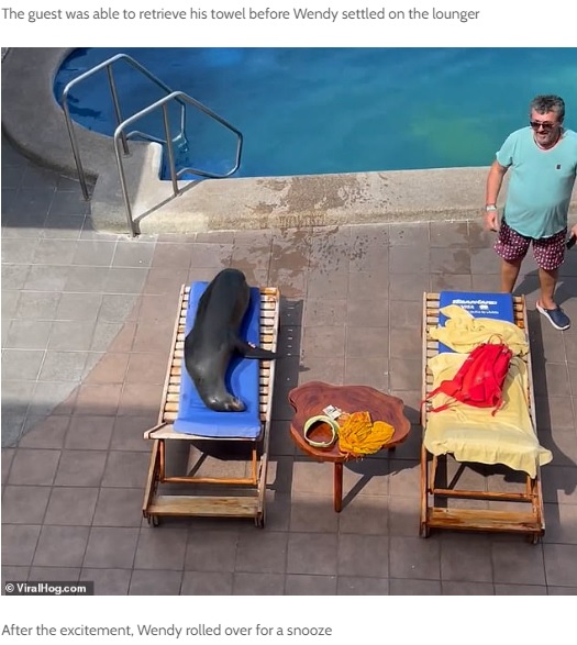 宿泊客のリクライニングチェアを奪って横になるアシカ（画像は『Masses Media　2022年4月30日付「VIDEO: Wendy the Galapagos sea lion steals a hotel guest's sun bed」（（c）ViralHog.com）』のスクリーンショット）