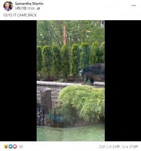 数日後、庭を訪れた同じ個体と思われるクマ（画像は『Samantha Martin　2022年5月27日付Facebook「GUYS IT CAME BACK」』のスクリーンショット）