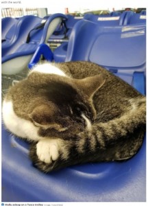 いつの間にかスーパーに居座るようになったモリー（画像は『Bristol Post　2022年5月6日付「Tributes for social media star Molly, the Tesco cat tragically killed in a car accident」（Image: Fiona（Yate））』のスクリーンショット）
