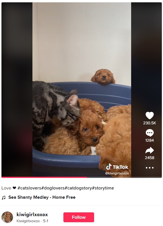 一緒に暮らす子犬の面倒を見る猫（画像は『Kiwigirlxoxox　2022年5月1日付TikTok「Love」』のスクリーンショット）