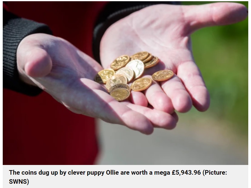 オリーが見つけた金貨（画像は『Metro　2022年4月20日付「Retriever puppy digs up sovereign coins worth ￡6,000 on first walk」（Picture: SWNS）』のスクリーンショット）