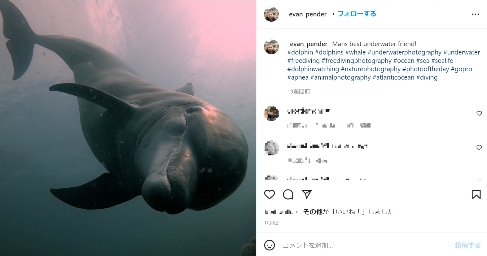 海に潜るといつもダスティが出迎えるという（画像は『Evan Pender　2022年1月8日付Instagram「Mans best underwater friend!」』のスクリーンショット）