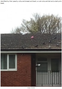 染色剤で染めたかのような鮮やかなピンク色のハト（画像は『LADbible　2022年5月11日付「UK Mum Confused After Spotted ‘Rare’ Bright Pink Pigeon Outside Her House」（Credit: SWNS）』のスクリーンショット）