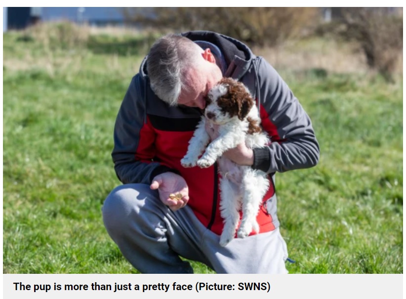 オリーを家族として迎え入れてから約1か月の出来事に飼い主も驚く（画像は『Metro　2022年4月20日付「Retriever puppy digs up sovereign coins worth ￡6,000 on first walk」（Picture: SWNS）』のスクリーンショット）