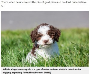 【海外発！Breaking News】初めての散歩で金貨を掘り当てた子犬、約100万円相当の価値に飼い主は驚愕（英）
