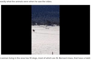 【海外発！Breaking News】高速道路近くにオオカミの群れの目撃情報　調査すると意外な正体が判明し苦笑い（米）＜動画あり＞
