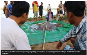 計測後は川に放流されたというエイ（画像は『Phnom Penh Post　2022年5月9日付「Fisherman accidentally hooks giant freshwater ray in Mekong」（WONDERS OF THE MEKONG）』のスクリーンショット）