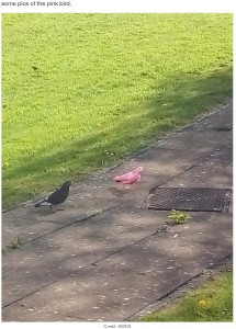 世界にわずか500羽の貴重なハトの可能性も（画像は『LADbible　2022年5月11日付「UK Mum Confused After Spotted ‘Rare’ Bright Pink Pigeon Outside Her House」（Credit: SWNS）』のスクリーンショット）