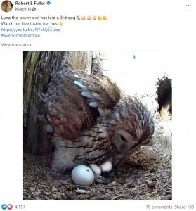 温めていた3つの卵は孵らなかった（画像は『Robert E Fuller　2022年3月18日付Facebook「Luna the tawny owl has laid a 3rd egg」』のスクリーンショット）