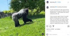 グラウンドホッグの鼻の辺りを触るコンゴ（画像は『Detroit Zoo　2022年5月20日付Instagram「A budding friendship?」』のスクリーンショット）