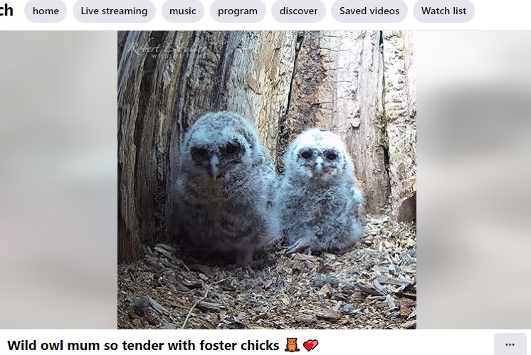 ずいぶん大きくなった2羽（画像は『Robert E Fuller　2022年4月26日付Facebook「Wild owl mum so tender with foster chicks」』のスクリーンショット）