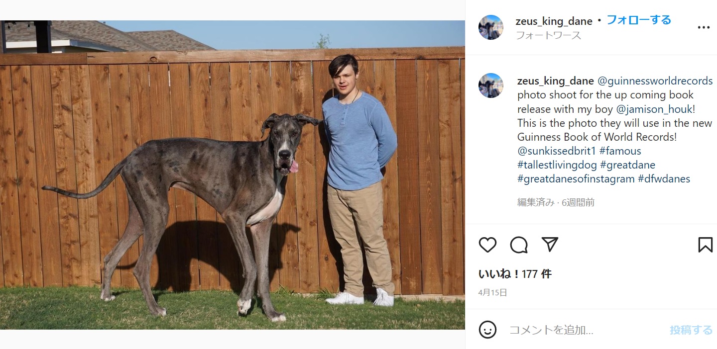 体高1.046メートルでギネス記録を更新した犬（画像は『Zeus the Great Dane　2022年4月14日付Instagram「＠guinnessworldrecords photo shoot for the up coming book release with my boy ＠jamison_houk!」』のスクリーンショット）