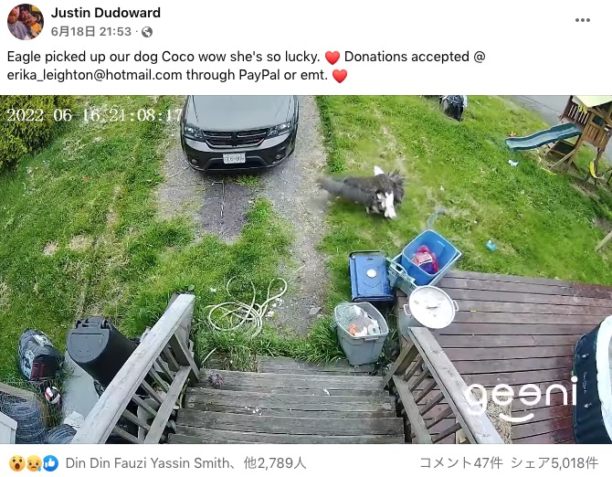 庭で遊んでいた犬を襲撃するハクトウワシ（画像は『Justin Dudoward　2022年6月18日付Facebook「Eagle picked up our dog Coco wow she’s so lucky.」』のスクリーンショット）