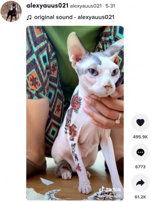 【海外発！Breaking News】無毛の猫にタトゥーシールを貼り付ける　SNS投稿に動物愛好家らが怒り＜動画あり＞