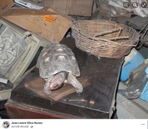 【海外発！Breaking News】行方不明だったペットの亀、30年後に屋根裏部屋で生きて発見される（ブラジル）