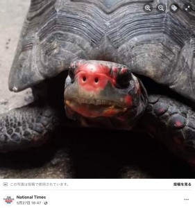 雌ではなく雄だったアカアシガメの“マヌエル”（画像は『National Times　2022年5月27日付Facebook「Missing Pet Tortoise Found In Attic 30 Years Later ― Still Alive And Well」』のスクリーンショット）