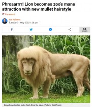 【海外発！Breaking News】サロン帰りのようにキレイなたてがみを持つライオン　ユニークなヘアスタイルが大人気（中国）