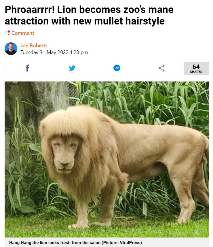 サラサラのストレートヘアを持つライオン（画像は『Metro　2022年5月31日付「Phroaarrrr! Lion becomes zoo’s mane attraction with new mullet hairstyle」（Picture: ViralPress）』のスクリーンショット）