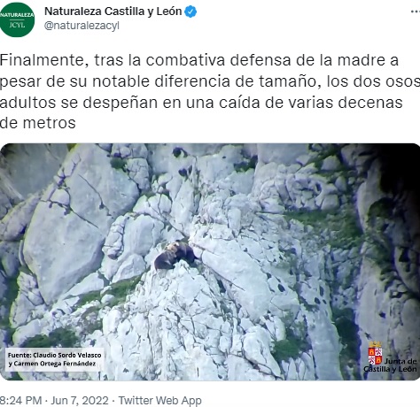 険しい崖の上でオスに襲われる母グマ（画像は『Naturaleza Castilla y León　2022年6月7日付Twitter「Finalmente, tras la combativa defensa de la madre」』のスクリーンショット）