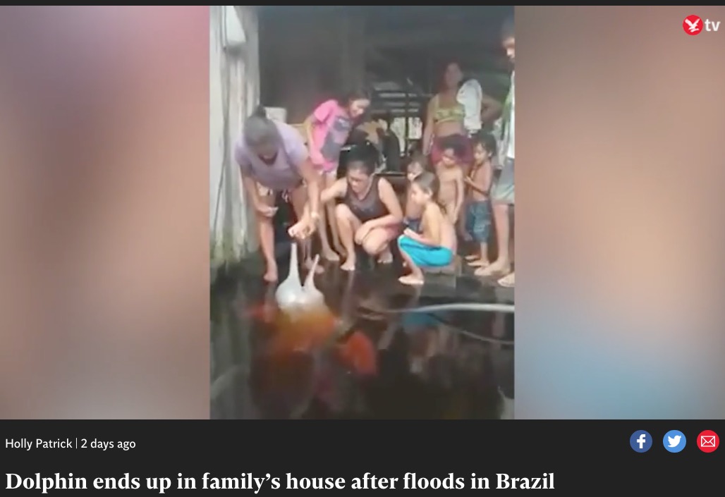 洪水によって民家の玄関先に泳ぎ着いたイルカ（画像は『The Independent　2022年5月30日付「Dolphin ends up in family’s house after floods in Brazil」』のスクリーンショット）