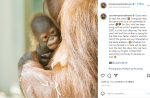 【海外発！Breaking News】絶滅危惧種のオランウータンが分娩、赤ちゃんとへその緒を引っ張り出す瞬間を捉える（オーストリア）＜動画あり＞