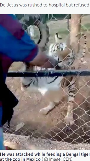 トラが噛みつく瞬間（画像は『The Mirror　2022年6月15日付「Private zoo keeper dies after hand mauled by TIGER he tried to pet at feeding time」（Image: CEN）』のスクリーンショット）