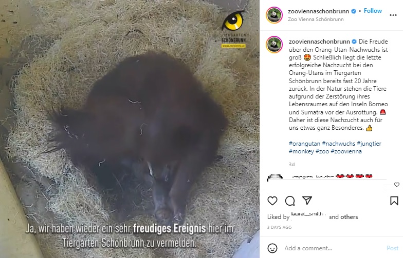 赤ちゃんを自分で取り上げるサリ（画像は『Tiergarten Schönbrunn　2022年6月21日付Instagram「Die Freude über den Orang-Utan-Nachwuchs ist groß」』のスクリーンショット）