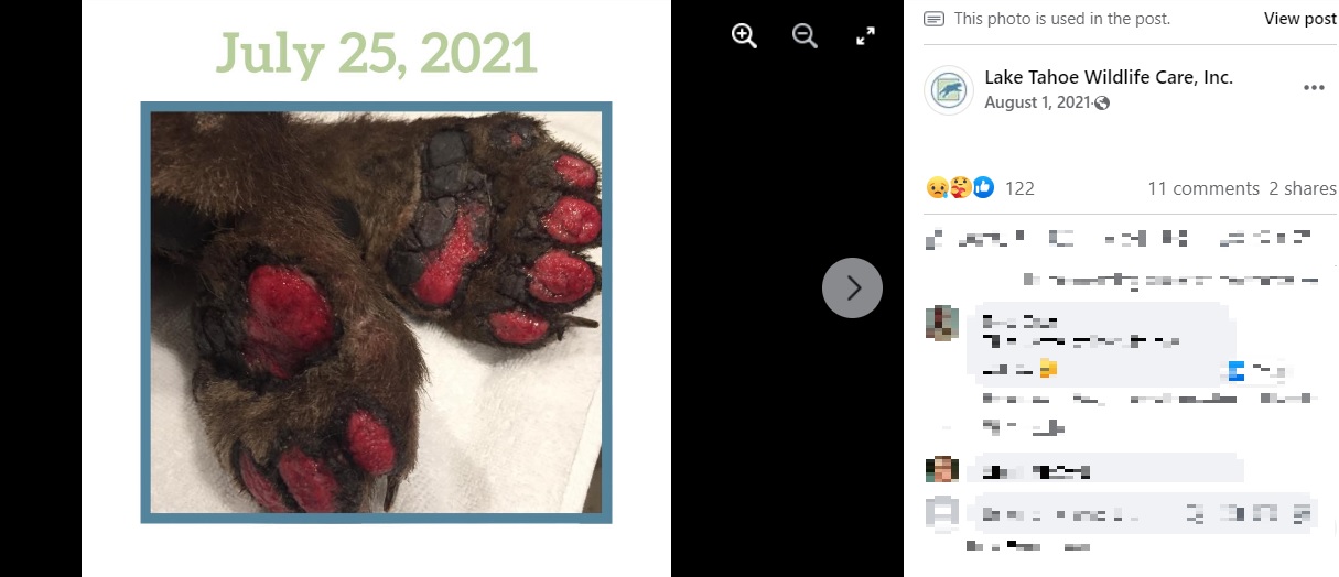 火傷した足裏（画像は『Lake Tahoe Wildlife Care, Inc.　2021年8月1日付Facebook「Tamarack Update: Check out those new bandages!」』のスクリーンショット）