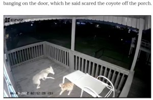 お腹を空かせていた様子のコヨーテ（画像は『Chron　2022年6月11日付「Video captures cat heroically fighting off coyote at Surfside,Texas home」』のスクリーンショット）