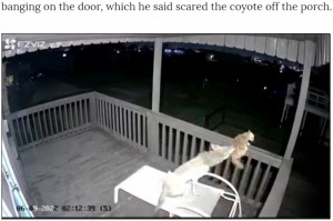 逃げる猫をしつこく追いかけるコヨーテ（画像は『Chron　2022年6月11日付「Video captures cat heroically fighting off coyote at Surfside,Texas home」』のスクリーンショット）