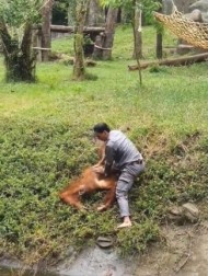 【海外発！Breaking News】水堀で溺れたオランウータン、飼育員が引き上げ心肺蘇生で命を救う（ベトナム）＜動画あり＞