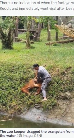 【海外発！Breaking News】水堀で溺れたオランウータン、飼育員が引き上げ心肺蘇生で命を救う（ベトナム）＜動画あり＞