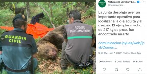 死亡が確認されたオス（画像は『Naturaleza Castilla y León　2022年6月7日付Twitter「La Junta desplegó ayer un importante operativo」』のスクリーンショット）