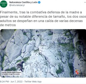 2頭とも崖から転落（画像は『Naturaleza Castilla y León　2022年6月7日付Twitter「Finalmente, tras la combativa defensa de la madre」』のスクリーンショット）
