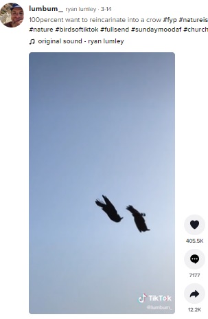 羽を閉じ急降下する2羽（画像は『ryan lumley　2022年3月14日付TikTok「100percent want to reincarinate into a crow」』のスクリーンショット）